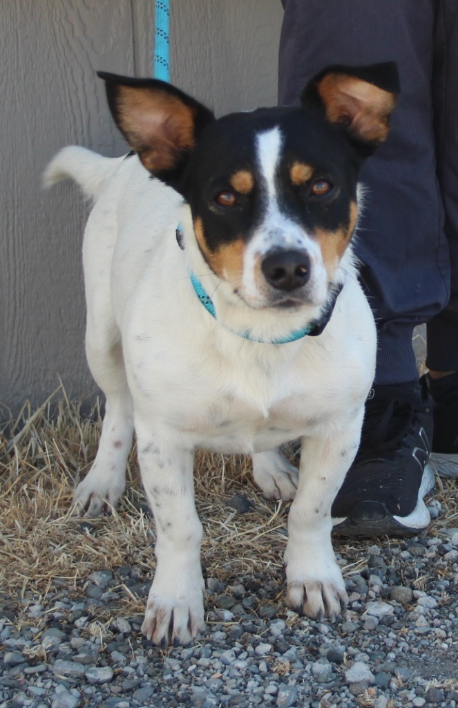 Adopt Starburst