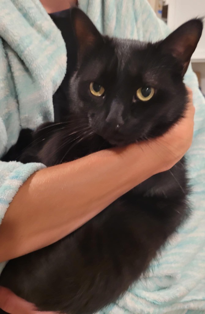 Mort, an adoptable Domestic Medium Hair in Cloquet, MN, 55720 | Photo Image 1