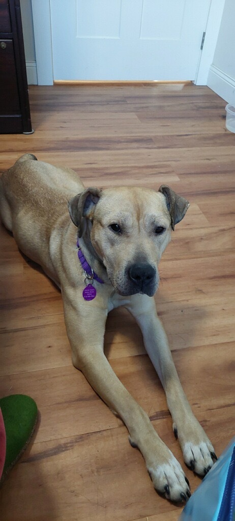 Mama Beverly, an adoptable Pit Bull Terrier in Cloquet, MN, 55720 | Photo Image 1