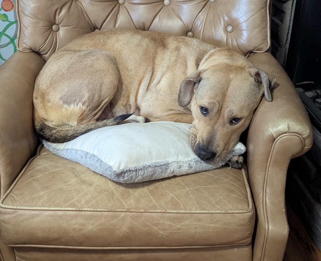 Mama Beverly, an adoptable Pit Bull Terrier in Cloquet, MN, 55720 | Photo Image 2