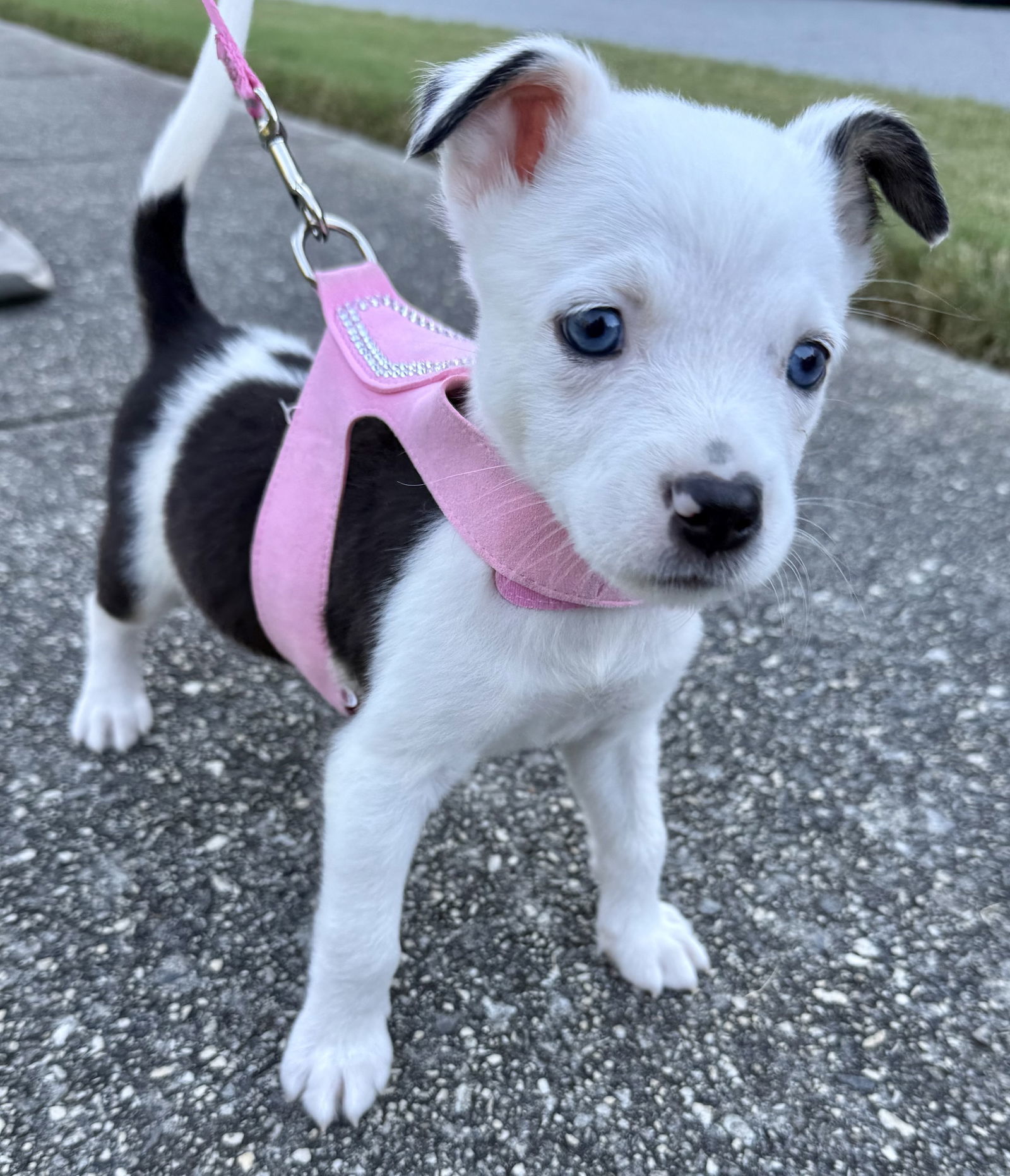 Amelia Toni