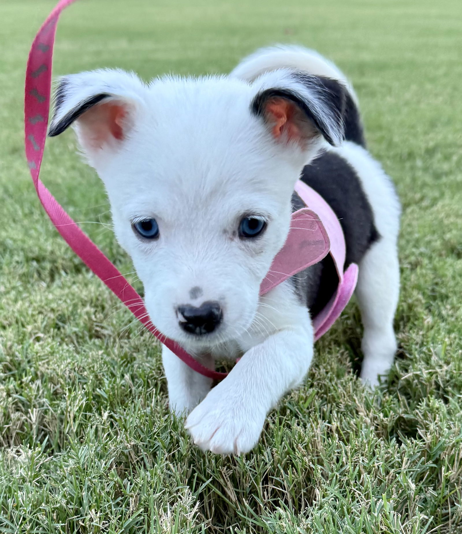 Amelia Toni