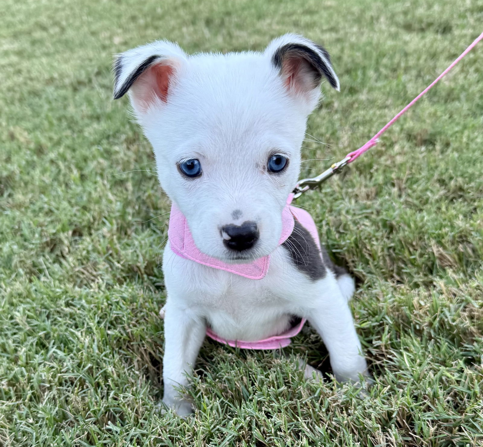 Amelia Toni