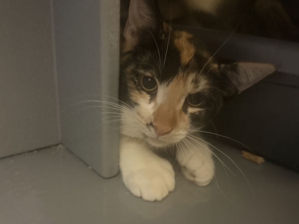 Daffodil (polydactyl)