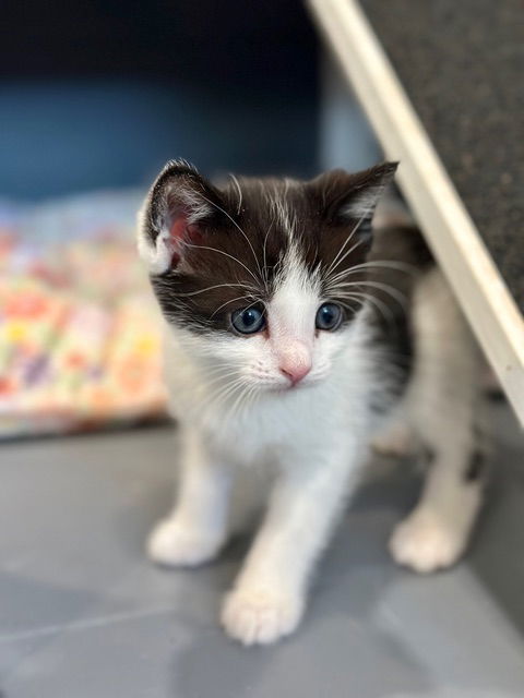 Pipsqueak von Meow