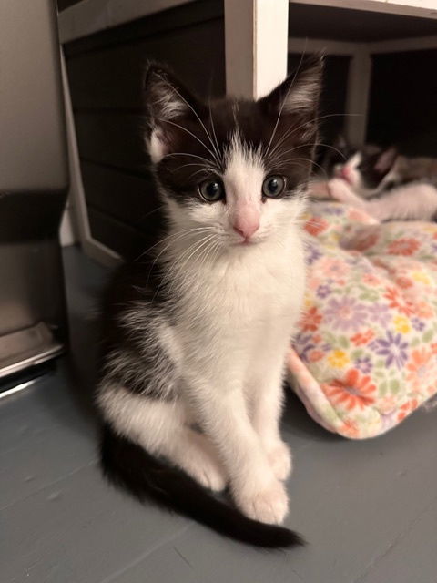 Pipsqueak von Meow