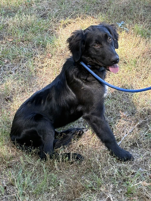 Roxxy