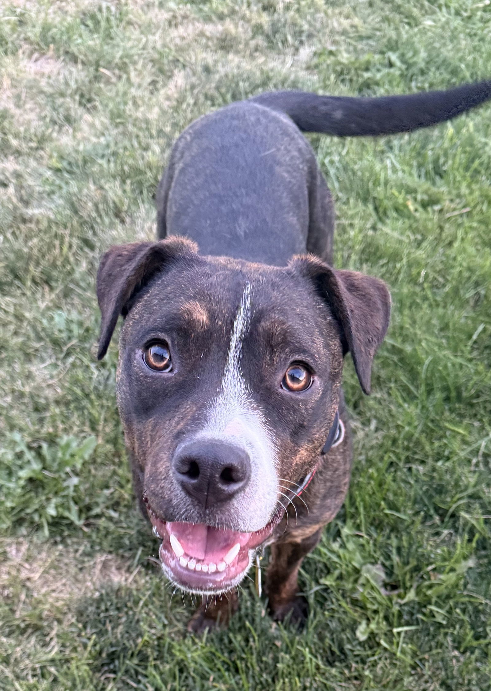 Sweet Rosie