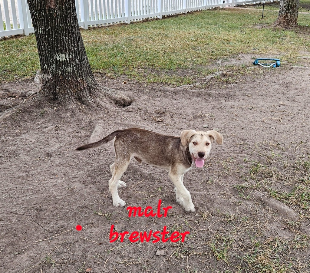 Brewster