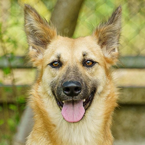 Scarlett (Soi Dog), an adoptable Border Collie, Jindo in San Diego, CA, 92117 | Photo Image 1