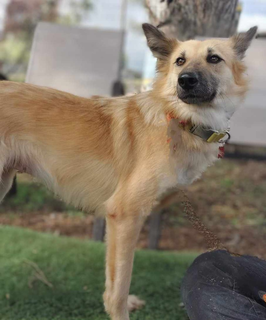 Scarlett (Soi Dog), an adoptable Border Collie, Jindo in San Diego, CA, 92117 | Photo Image 4