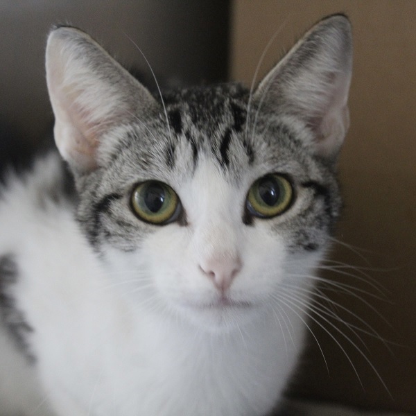 Molly -- Bonded Buddies