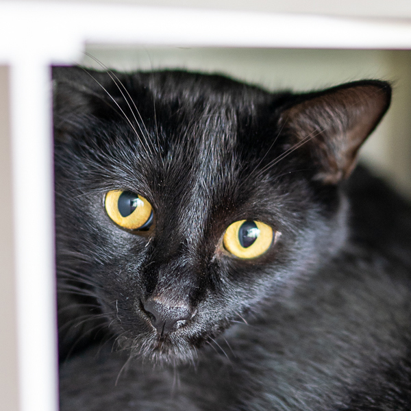 Salem -- Bonded Buddy