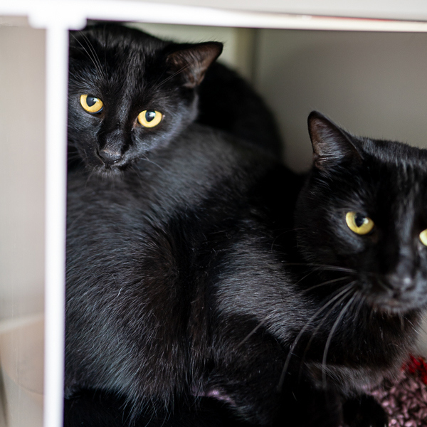 Salem -- Bonded Buddy thumbnail 2