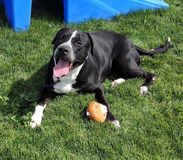 Mandy 45063, an adoptable Pit Bull Terrier in Pocatello, ID, 83205 | Photo Image 1