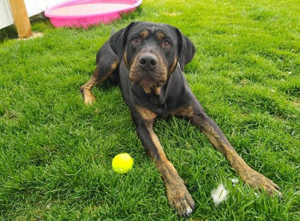 Billy 45064, an adoptable Rottweiler in Pocatello, ID, 83205 | Photo Image 1