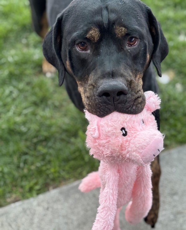 Billy 45064, an adoptable Rottweiler in Pocatello, ID, 83205 | Photo Image 2