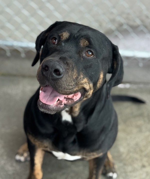 Billy 45064, an adoptable Rottweiler in Pocatello, ID, 83205 | Photo Image 3