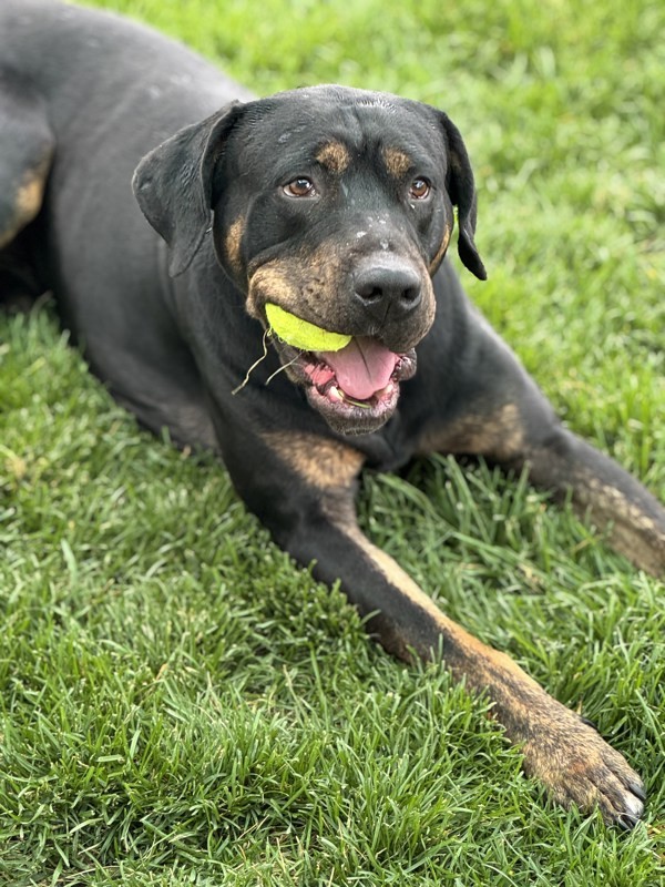 Billy 45064, an adoptable Rottweiler in Pocatello, ID, 83205 | Photo Image 4