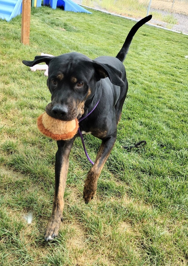Billy 45064, an adoptable Rottweiler in Pocatello, ID, 83205 | Photo Image 5