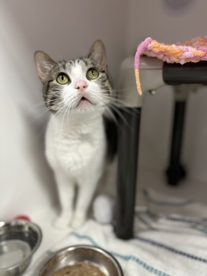 Rosie, an adoptable Domestic Short Hair in Gwinn, MI, 49841 | Photo Image 2