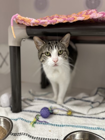 Rosie, an adoptable Domestic Short Hair in Gwinn, MI, 49841 | Photo Image 3