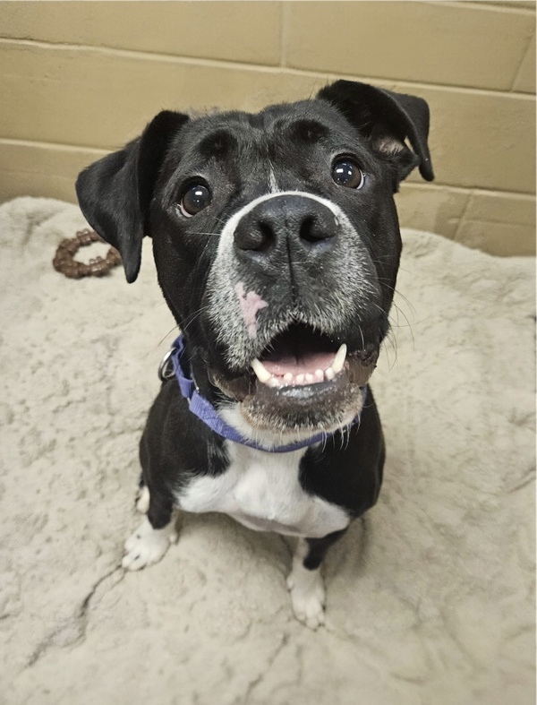 Lizzie, an adoptable Boxer, Bullmastiff in Oakland, NJ, 07436 | Photo Image 1