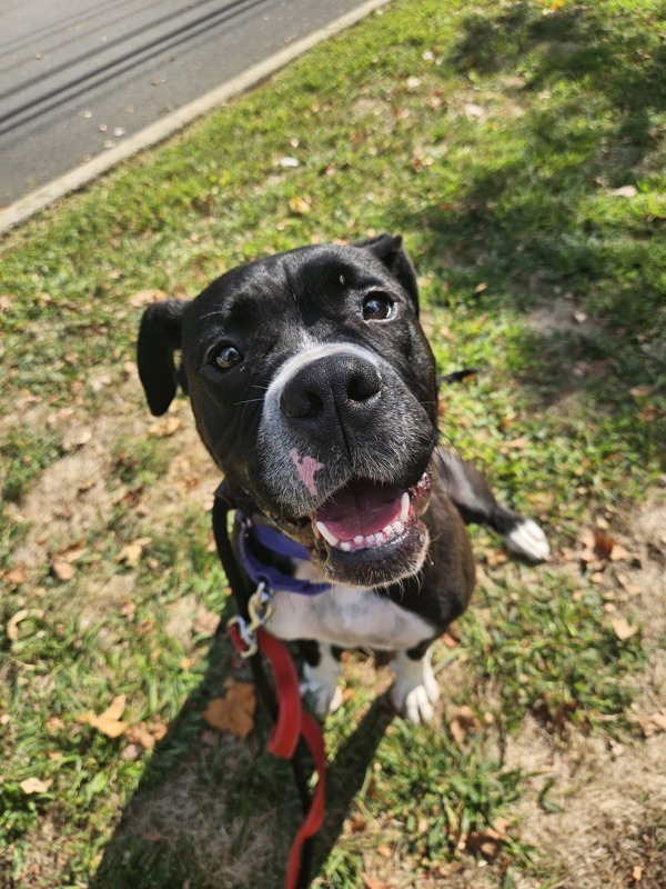 Lizzie, an adoptable Boxer, Bullmastiff in Oakland, NJ, 07436 | Photo Image 2