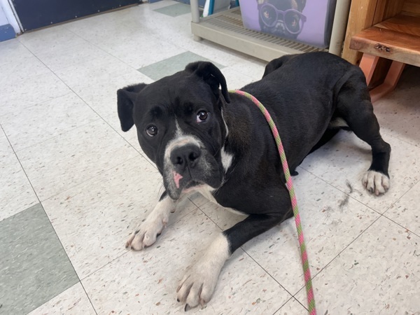 Lizzie, an adoptable Boxer, Bullmastiff in Oakland, NJ, 07436 | Photo Image 4