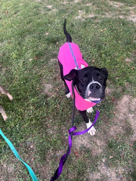 Lizzie, an adoptable Boxer, Bullmastiff in Oakland, NJ, 07436 | Photo Image 5