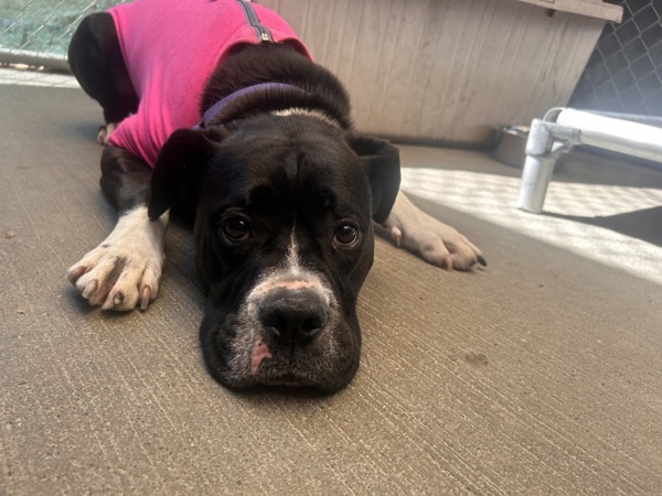 Lizzie, an adoptable Boxer, Bullmastiff in Oakland, NJ, 07436 | Photo Image 5