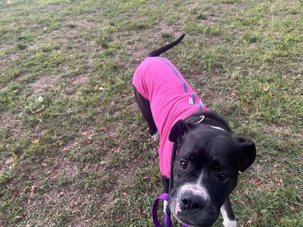 Lizzie, an adoptable Boxer, Bullmastiff in Oakland, NJ, 07436 | Photo Image 6
