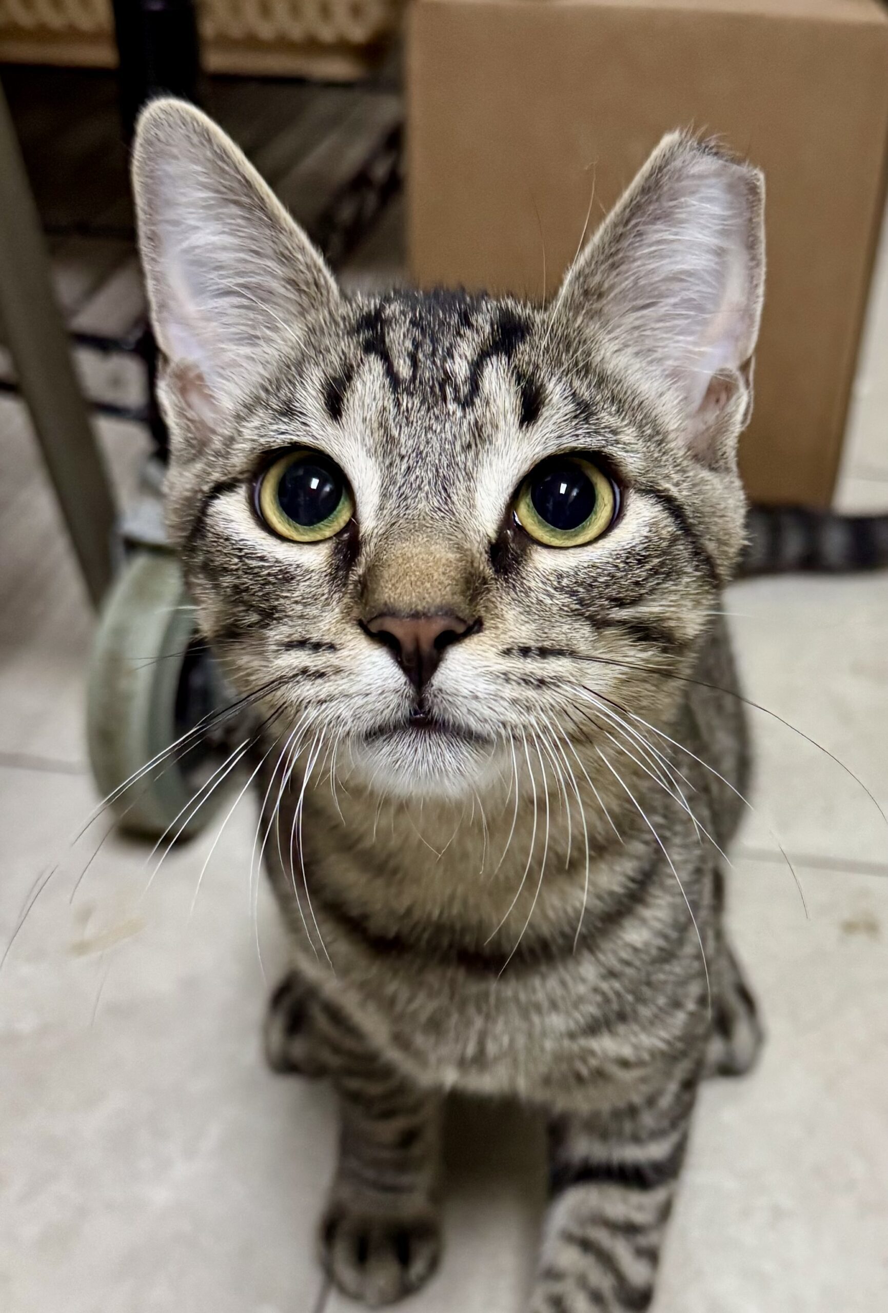 Caesar