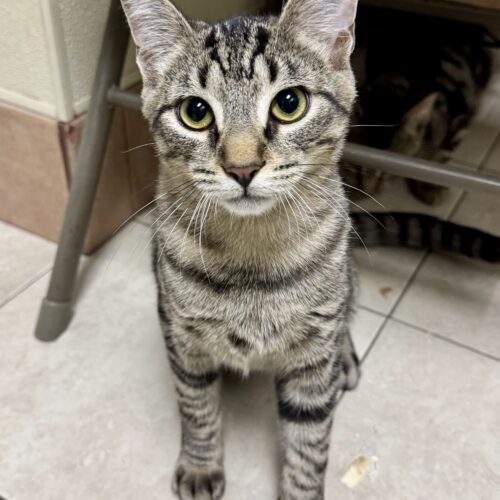 Caesar