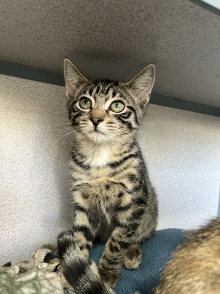Lentil