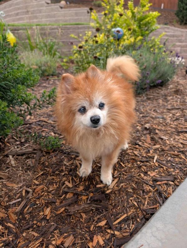 Frisco ***FOSTER HOME***