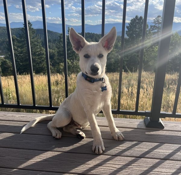 Bolt Aka Snowball
