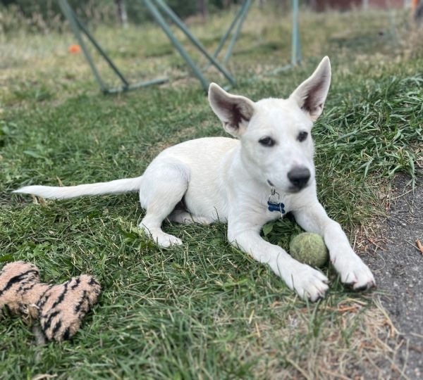 Bolt Aka Snowball thumbnail 3