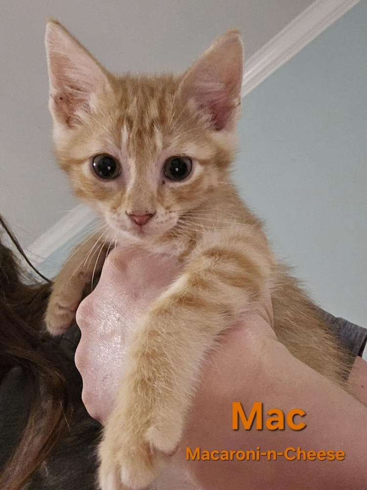 Macaroni
