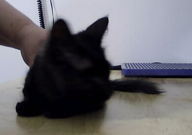 Mambo