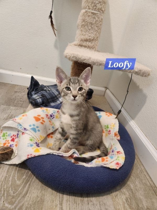 Loofy