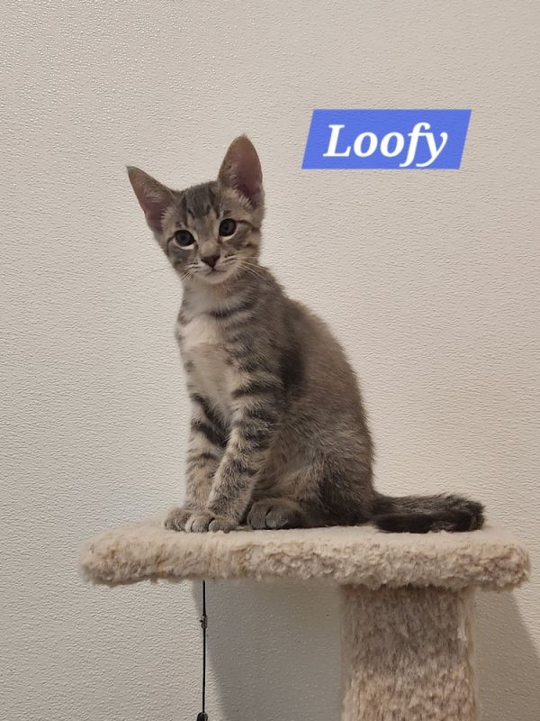 Loofy thumbnail 2