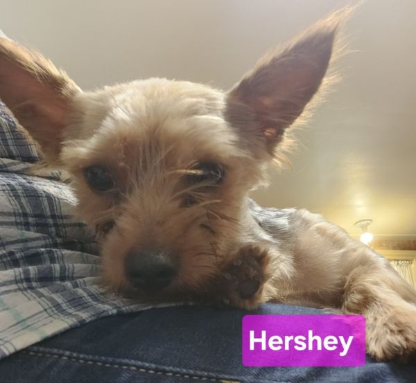 Hershey thumbnail 5