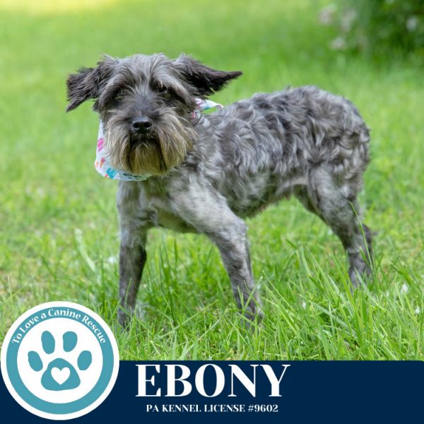 Ebony