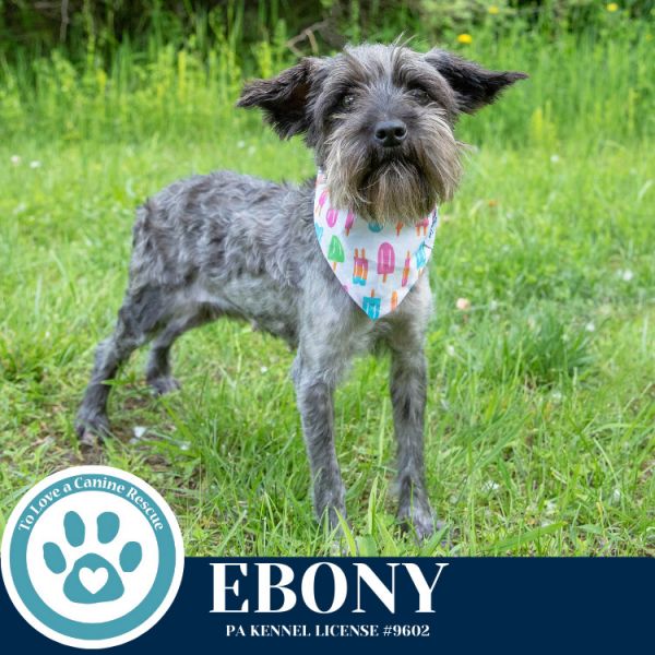 Ebony thumbnail 2