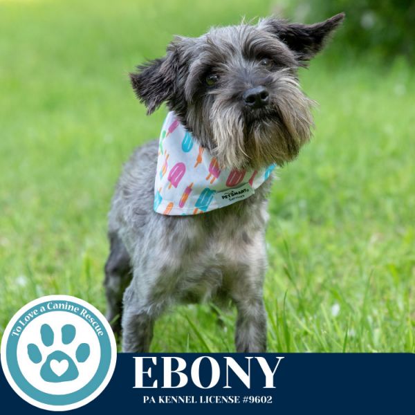 Ebony thumbnail 3