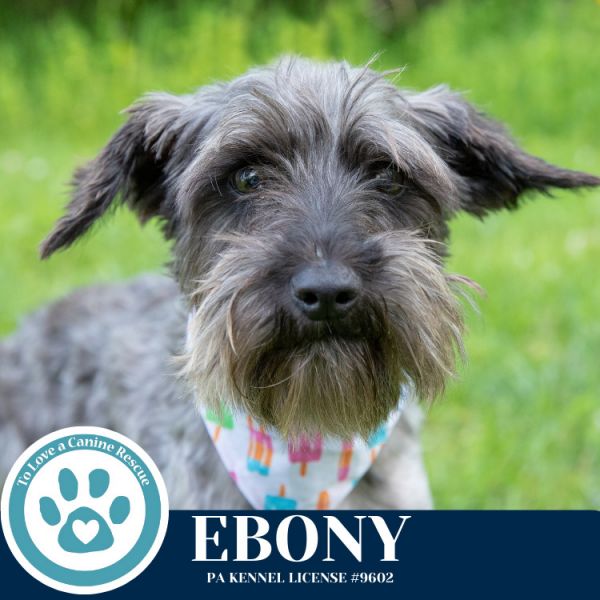 Ebony thumbnail 4
