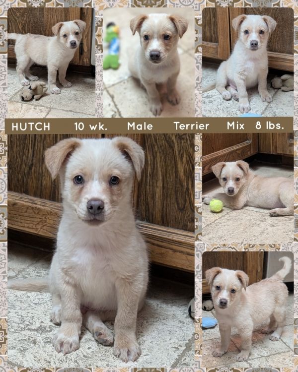Hutch