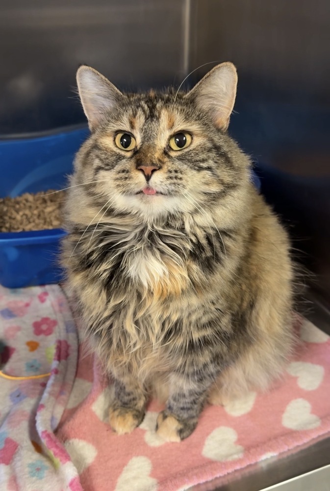 Sage, an adoptable Domestic Long Hair in Bemidji, MN, 56601 | Photo Image 1