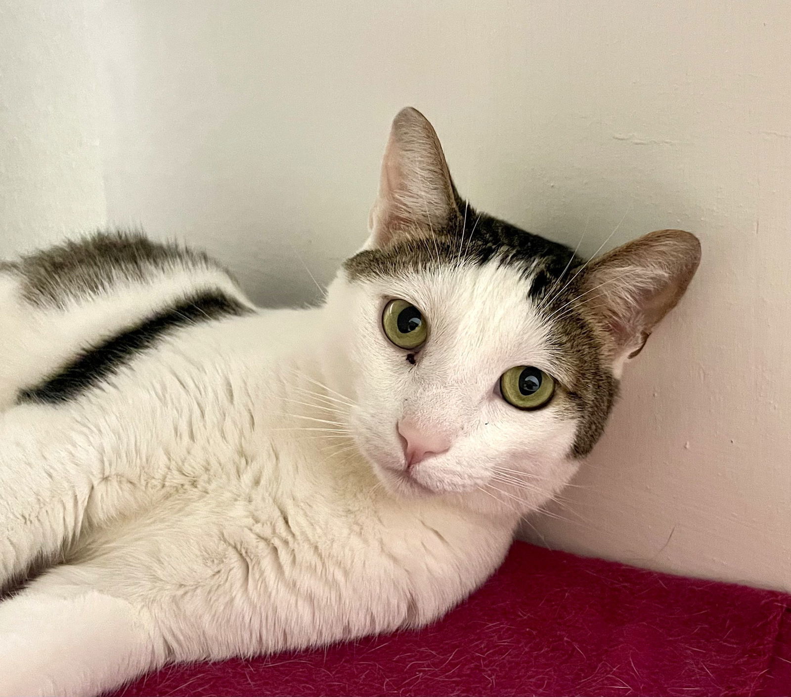 Graham (bonded with Marshmallow)